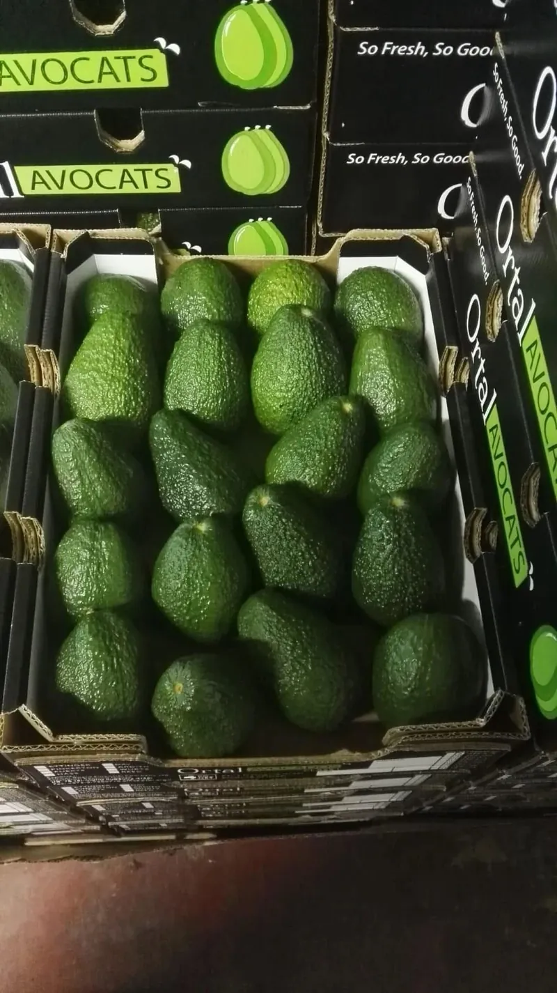 Avocados packed in branded export cartons