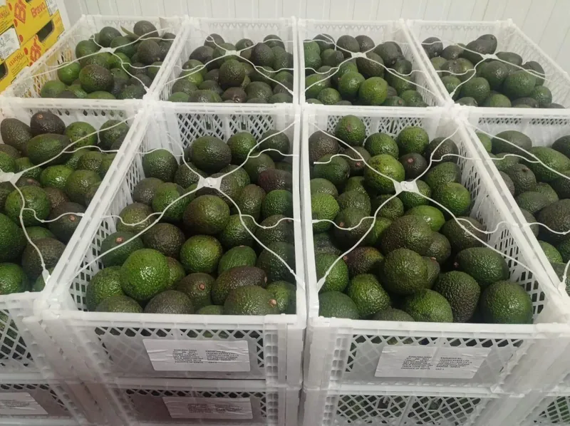 Export avocados packed in crates