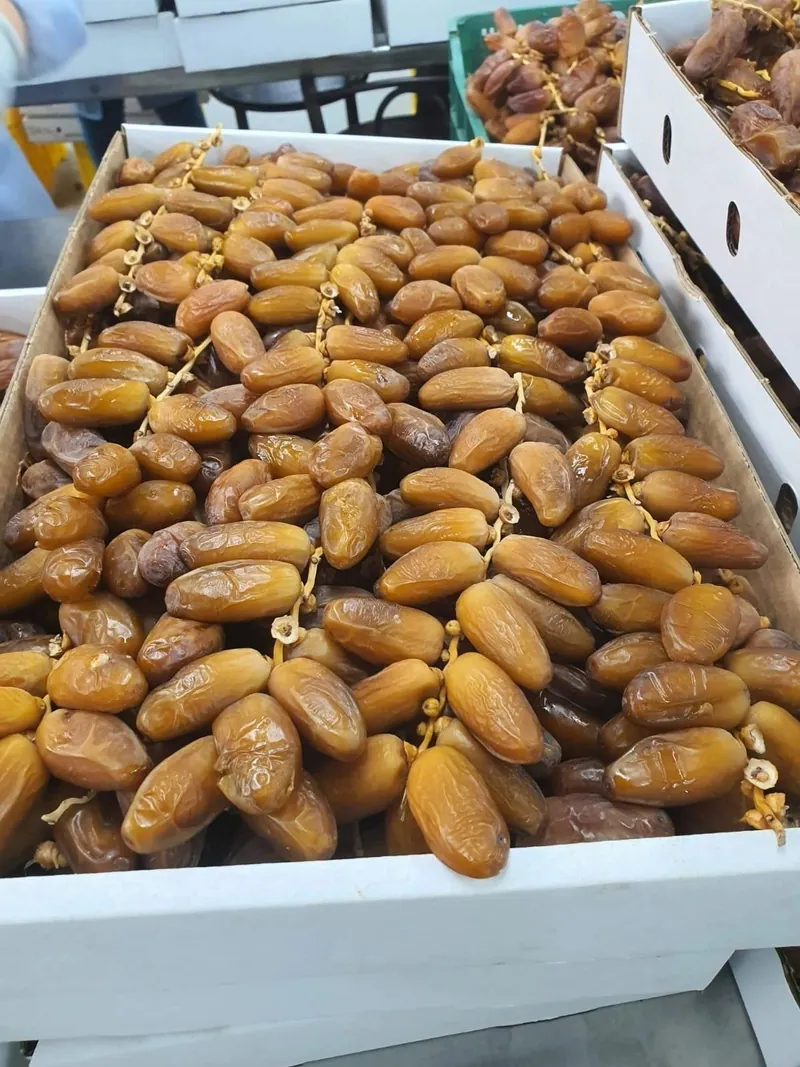 Dates packed in an export carton