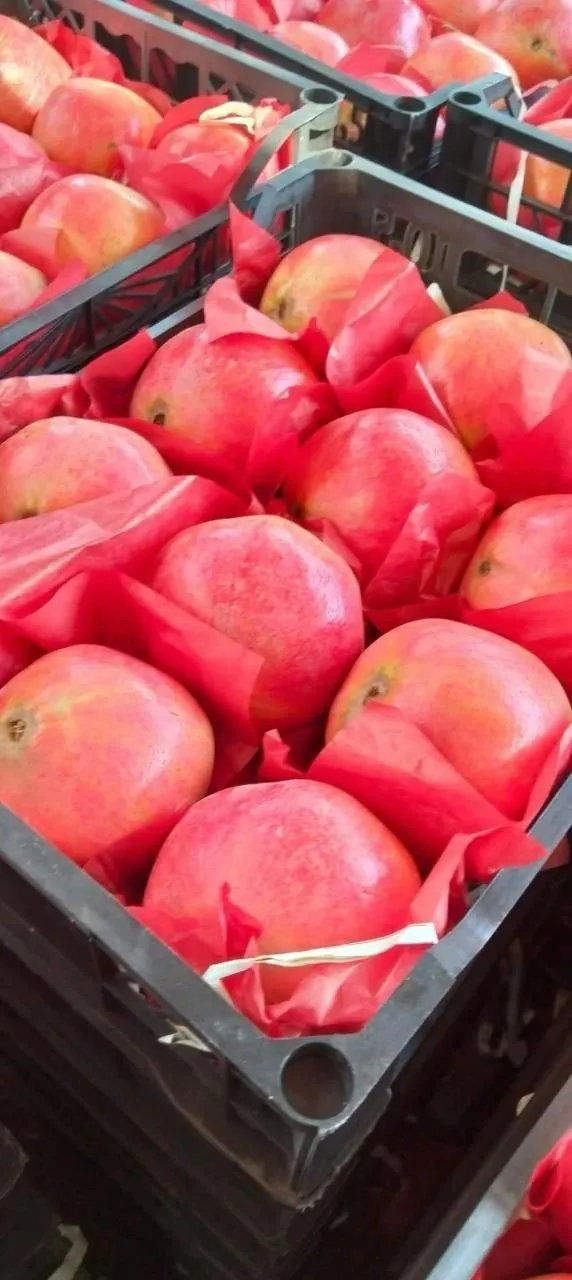 Pomegranates in export crates