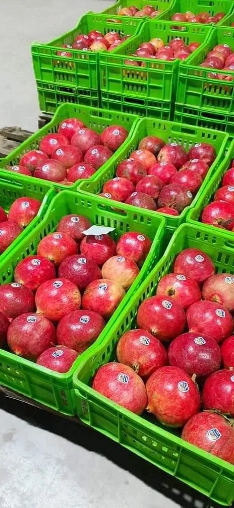 Pomegranates packed in green export crates