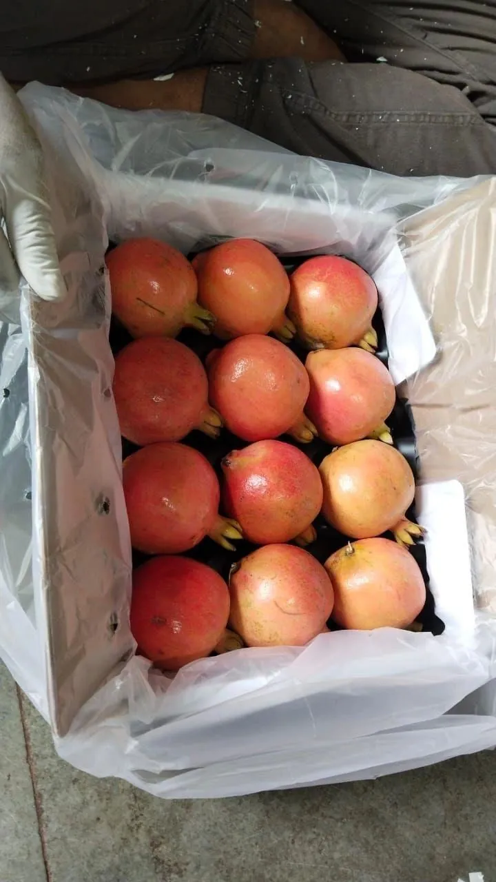 Pomegranates packed with a protective liner